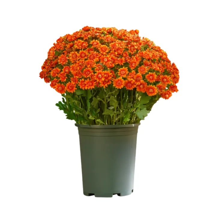 💥 Artificial Outdoor Sunset Mums Flowers - UV resistant, Waterproof, Windproof