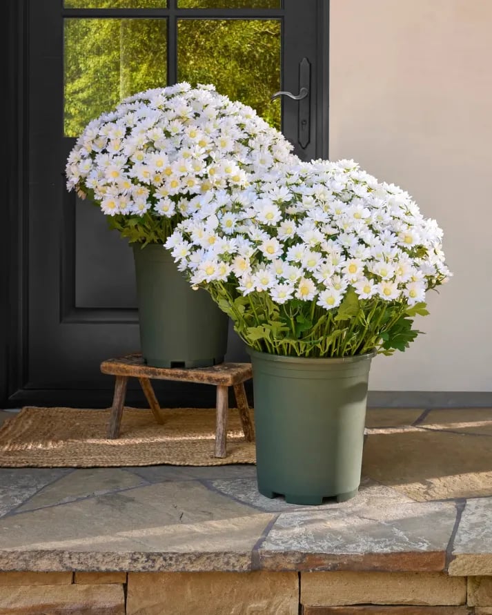 💥 Artificial Outdoor Sunset Mums Flowers - UV resistant, Waterproof, Windproof