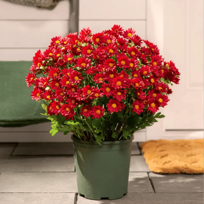 💥 Artificial Outdoor Sunset Mums Flowers - UV resistant, Waterproof, Windproof