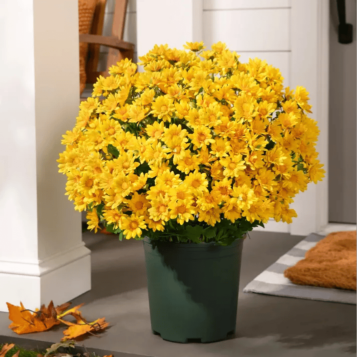 💥 Artificial Outdoor Sunset Mums Flowers - UV resistant, Waterproof, Windproof